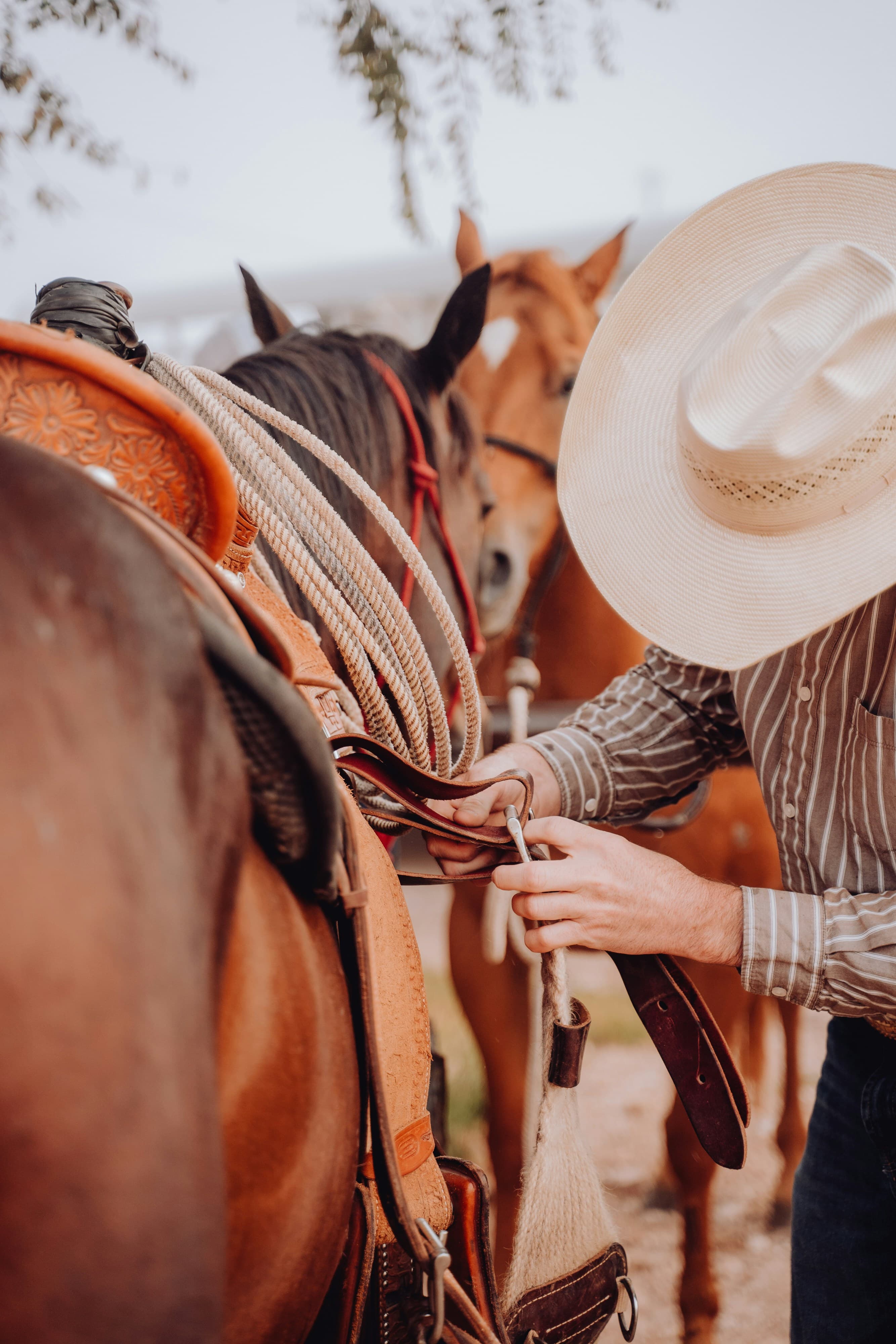 Accessoires d'équitation